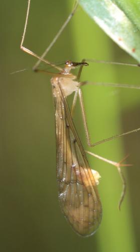 Réf. 306 389 : Bittacus hageni